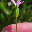 Eudianthe laeta (Aiton) Willk.Eudianthe laeta (Aiton) Willk.