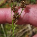 Luzula multiflora (Ehrh.) Lej.Luzula multiflora (Ehrh.) Lej.