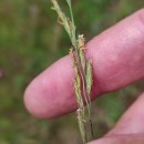 Festuca nigrescens  Lam.Festuca nigrescens  Lam.