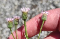 Erigeron acris L.Erigeron acris L.