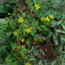 Hypericum humifusum L.Hypericum humifusum L.