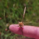 Carex durieui Steud. ex KunzeCarex durieui Steud. ex Kunze