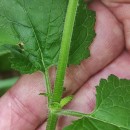 Scrophularia scorodonia L.Scrophularia scorodonia L.