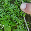 Galium saxatile L.Galium saxatile L.