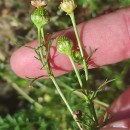 Matricaria discoidea DC.Matricaria discoidea DC.
