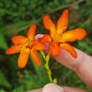 Crocosmia × crocosmiiflora (Lemoine) N.E.Br.Crocosmia × crocosmiiflora (Lemoine) N.E.Br.