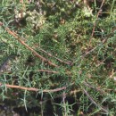 Genista triacanthos Brot.Genista triacanthos Brot.
