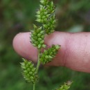 Echinochloa crus-galli (L.) Beauv.Echinochloa crus-galli (L.) Beauv.