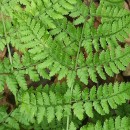 Dryopteris guanchica Gibby & JermyDryopteris guanchica Gibby & Jermy