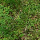 Poa infirma KunthPoa infirma Kunth