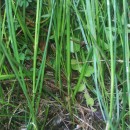 Juncus acutiflorus Ehrh. ex Hoffm.Juncus acutiflorus Ehrh. ex Hoffm.