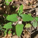 Teucrium scorodonia L.Teucrium scorodonia L.