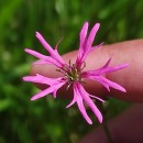 Silene flos-cuculi (L.) Greuter & BurdetSilene flos-cuculi (L.) Greuter & Burdet