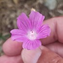 Malva tournefortiana L.Malva tournefortiana L.