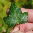 Hedera hibernica (G. Kirchn.) Bean‹Hedera hibernica (G. Kirchn.) Bean‹