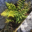 Dryopteris guanchica Gibby & JermyDryopteris guanchica Gibby & Jermy