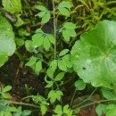 Ceratocapnos claviculata (L.) LidénCeratocapnos claviculata (L.) Lidén