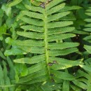 Polypodium cambricum L.Polypodium cambricum L.