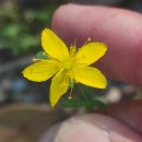 Hypericum linariifolium VahlHypericum linariifolium Vahl