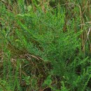 Genista berberidea LangeGenista berberidea Lange