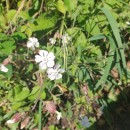 Silene latifolia Poir.Silene latifolia Poir.