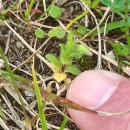 Cerastium diffusum  Pers.Cerastium diffusum  Pers.