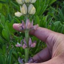 Lupinus gredensis Gand.Lupinus gredensis Gand.