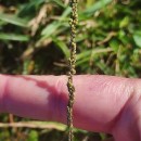 Sporobolus indicus (L.) R. Br.Sporobolus indicus (L.) R. Br.