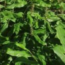 Hedychium gardnerianum Sheppard ex Ker Gawl.Hedychium gardnerianum Sheppard ex Ker Gawl.