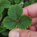 Potentilla sterilis (L.) GarckePotentilla sterilis (L.) Garcke