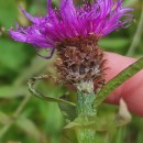 Centaurea nigra L. subsp. rivularis (Brot.) Cout.Centaurea nigra L. subsp. rivularis (Brot.) Cout.