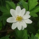 Anemone nemorosa L.Anemone nemorosa L.