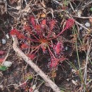 Drosera intermedia HayneDrosera intermedia Hayne