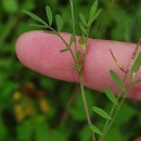 Ornithopus pinnatus (Mill.) DruceOrnithopus pinnatus (Mill.) Druce