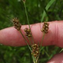 Luzula multiflora (Ehrh.) Lej.Luzula multiflora (Ehrh.) Lej.