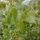 Populus x canadensis MoenchPopulus x canadensis Moench