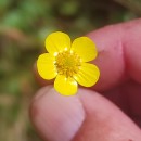 Ranunculus flammula L.Ranunculus flammula L.