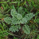 Jacobaea vulgaris Gaertn.Jacobaea vulgaris Gaertn.