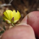 Ranunculus bupleuroides Brot.Ranunculus bupleuroides Brot.