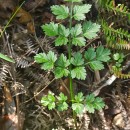 Oenanthe crocata L.Oenanthe crocata L.