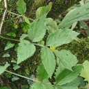 Sambucus nigra L.Sambucus nigra L.