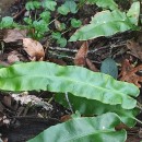 Asplenium scolopendrium L.Asplenium scolopendrium L.