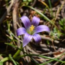 Romulea ramiflora  Ten.Romulea ramiflora  Ten.