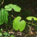 Vitis labrusca L.Vitis labrusca L.