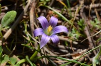 Romulea ramiflora Ten.Romulea ramiflora Ten.