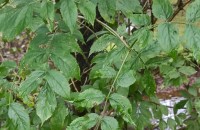 Sambucus nigra L.Sambucus nigra L.