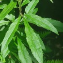 Eupatorium cannabinum L.Eupatorium cannabinum L.