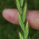 Lolium multiflorum Lam.Lolium multiflorum Lam.