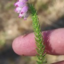 Erica tetralix L.Erica tetralix L.