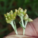 Helichrysum luteoalbum (L.) Rchb.Helichrysum luteoalbum (L.) Rchb.